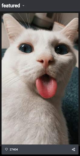 Funny Cat Videos and Pictures, screenshot 2