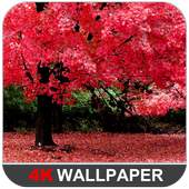 Spring Wallpapers 1.0