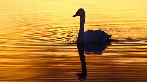 Swan. Birds. Live Wallpaper screenshot 5