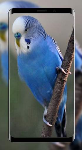 Wallpapers Love Bird Beutiful Best 4K screenshot 5