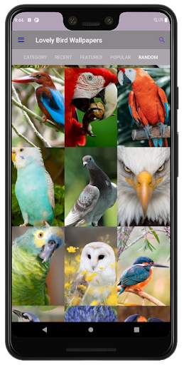 PhoneStack - Lovely Bird Wallpaper (QHD, 4K & UHD) screenshot 7