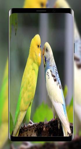 Wallpapers Love Bird Beutiful Best 4K screenshot 7