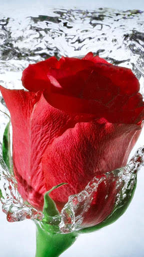 Red Rose Live Wallpaper screenshot 1