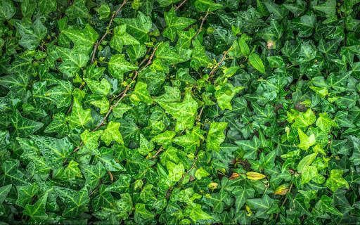 Green Wallpapers | hd backgrounds screenshot 20