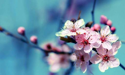 Flower Wallpaper HD screenshot 6