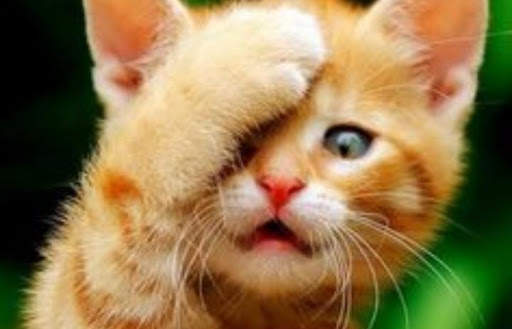 Super funny videos for free. screenshot 3