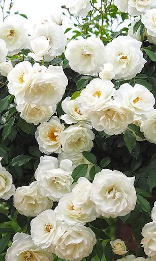White Rose Live Wallpaper screenshot 3