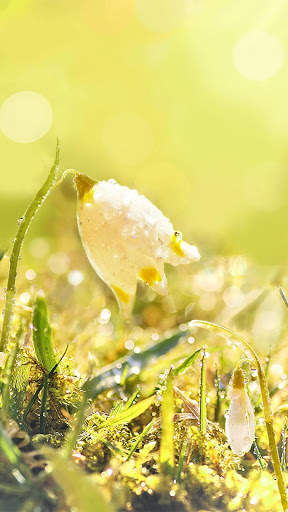 Dew On Flower Live Wallpaper screenshot 5