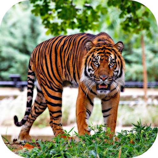 Hungry Tiger 3D 1.321