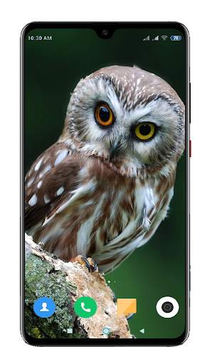 Owl Wallpaper HD screenshot 15
