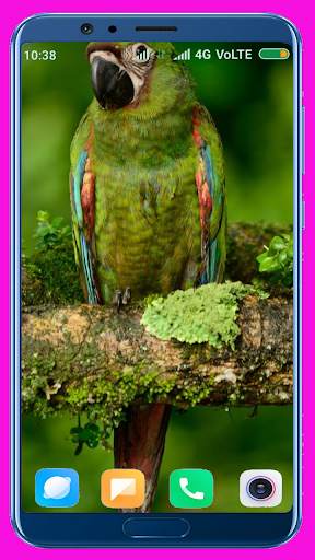 Parrot HD Wallpaper 6 تصوير الشاشة