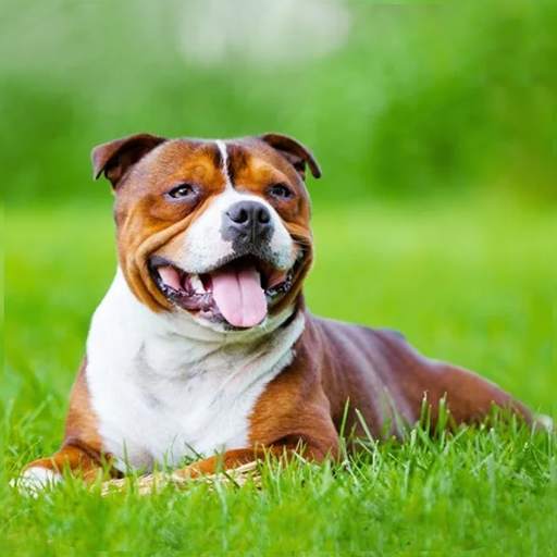 AmStaffs Dog Simulator 1.1.2