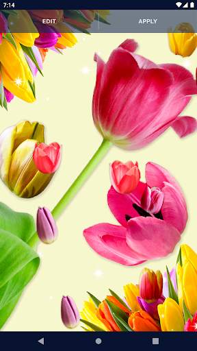 Tulips Spring Live Wallpaper screenshot 5