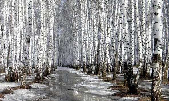 Birch wallpapers screenshot 1