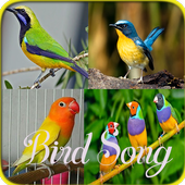 Brazilian Bird Song icon