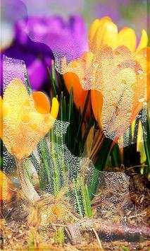 Crocus Free live wallpaper screenshot 3