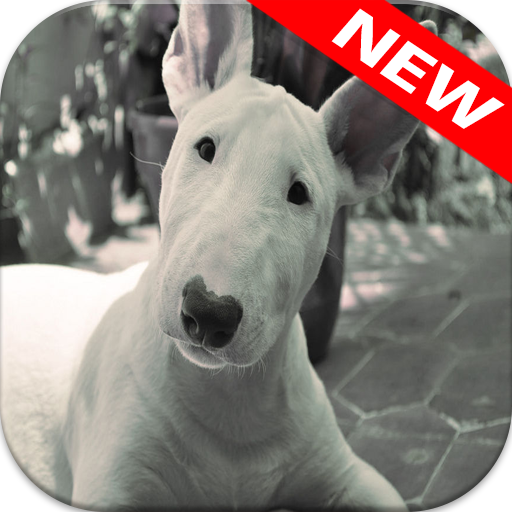 🐕 Bull Terrier Wallpapers – Cute Dog Wallpaper icon