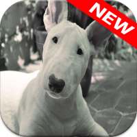 🐕 Bull Terrier Wallpapers – Cute Dog Wallpaper on 9Apps
