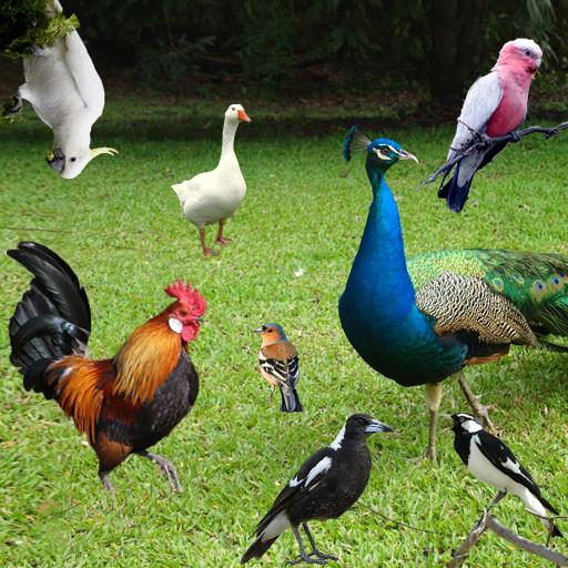 Bird Sounds أيقونة