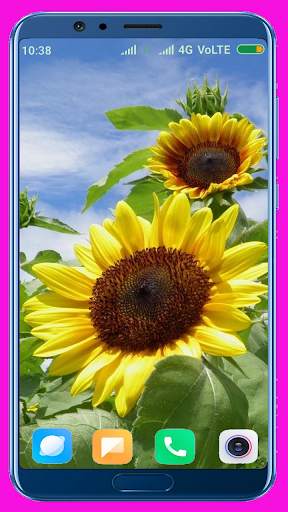 Sunflower HD Wallpaper screenshot 4
