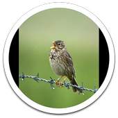 My Photo Wall Singing Bird LWP 1.02