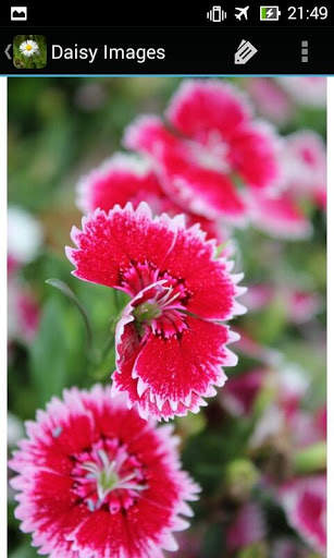 DaisyBG: Flower Wallpaper screenshot 10