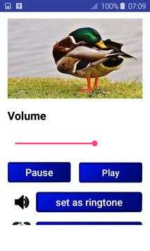 Birds Songs and Sounds (HD Sounds) screenshot 3