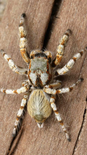 Spider Wallpapers screenshot 19
