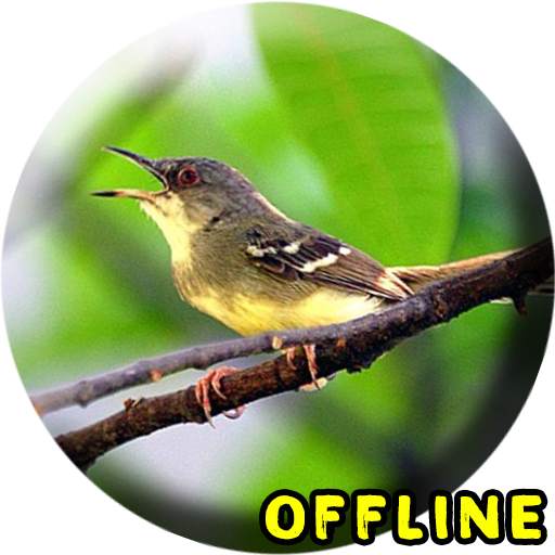 Suara Burung Ciblek Gacor MP3 2.0.0