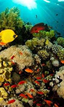 Fish Wallpapers screenshot 1