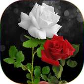 Flowers Gifs And Roses Live Wallpapers 11.9.1