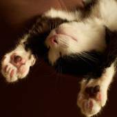 Funny kitten Jigsaw Puzzles 1.0