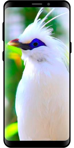 10000 Nature Wallpapers скриншот 1