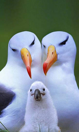 Albatross Live Wallpaper Free screenshot 2