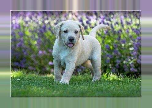 Imágenes y Fotos de Cachorros Gratis screenshot 7