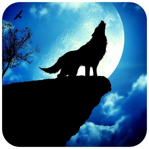 Fox Wallpaper HD 1.07