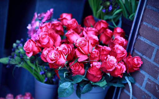 Red Rose Wallpapers screenshot 11
