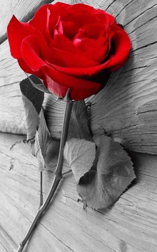 Red Rose Live Wallpaper screenshot 16