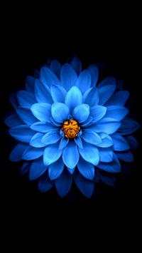 Flower Wallpapers screenshot 2