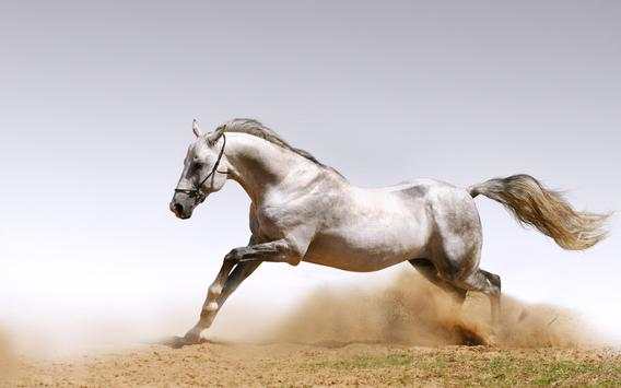 Horse Wallpapers screenshot 20