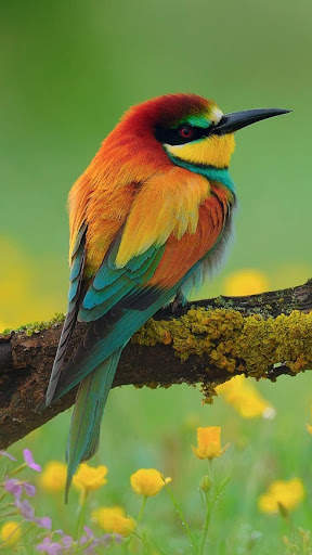 Bird Wallpaper 4K screenshot 3