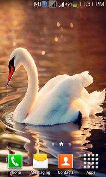 Lovely Birds HD Wallpapers screenshot 4