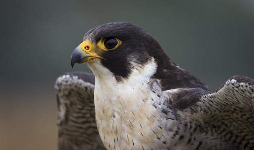 Falcon Wallpaper - Bird Wallpaper screenshot 9