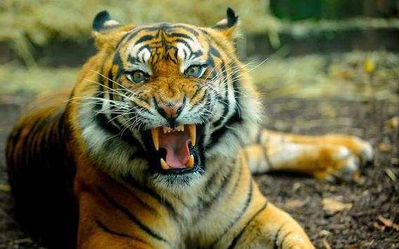 Tiger HD Wallpaper screenshot 4