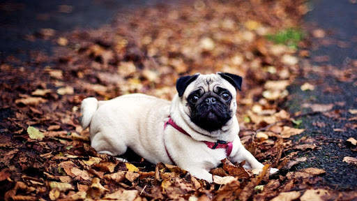 Cute Puppy Dog Wallpaper screenshot 1