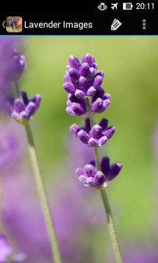 LavenderBG: Lavender Wallpaper screenshot 3