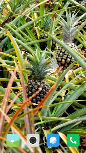 Pineapple Wallpaper screenshot 6