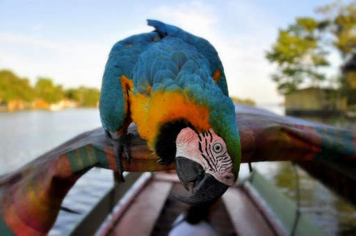 Macaw Bird HD Wallpaper screenshot 5