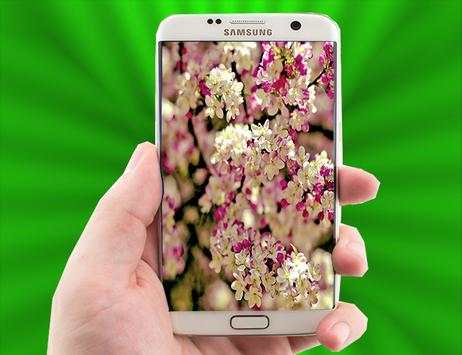 Sakura Live Wallpaper screenshot 1
