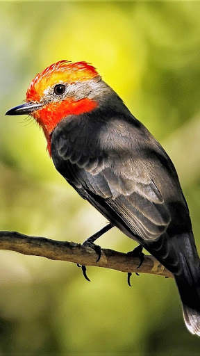 Bird Wallpapers HD screenshot 7